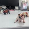 🐾 Fotoescultura 3D de tu Mascota  3cm