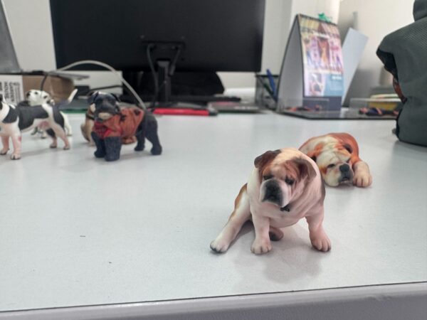 🐾 Fotoescultura 3D de tu Mascota  3cm